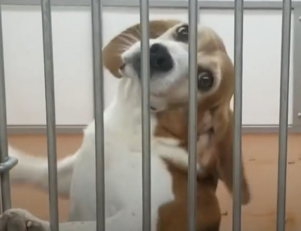 Un câine a fost salvat după ce opt ani a fost ținut captiv într-o cușcă. Imaginile cu animalul care se bucură de libertate sunt virale